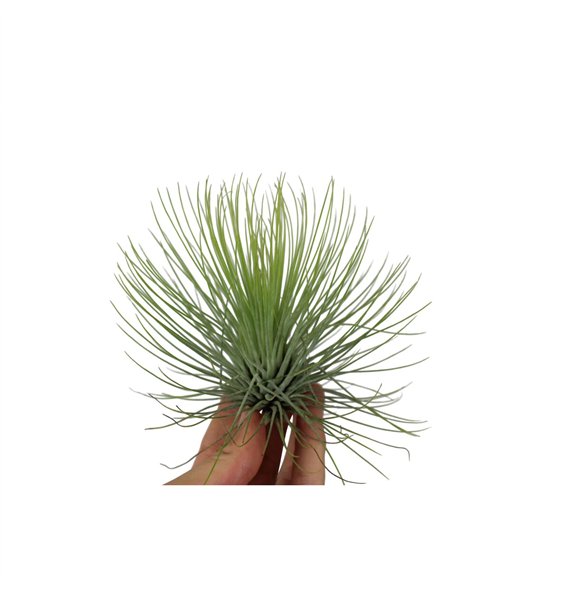 Tillandsia andreana1 fl 10cm 10cm Q5803