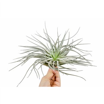 Tillandsia tillandsia silver1 fl 10cm 10cm Q5804