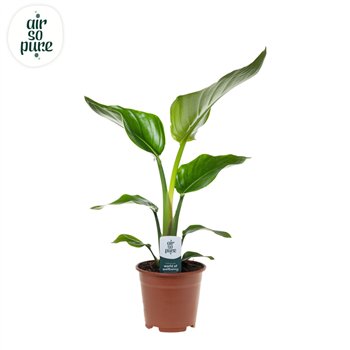 Strelicija nicolai Nicolai p14 1 pp without flower fl 40cm 14cm Q5894