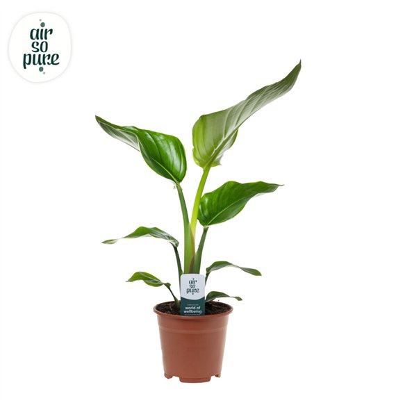 Strelicija nicolai Nicolai p14 Air So Pure 1 pp without flower fl 40cm 14cm Q5904