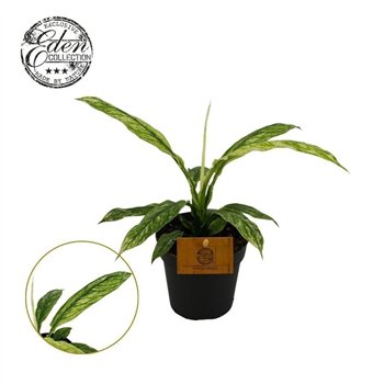 Spatifil Sensation Variegata 12 cm overige fl 20cm 12cm Q5914