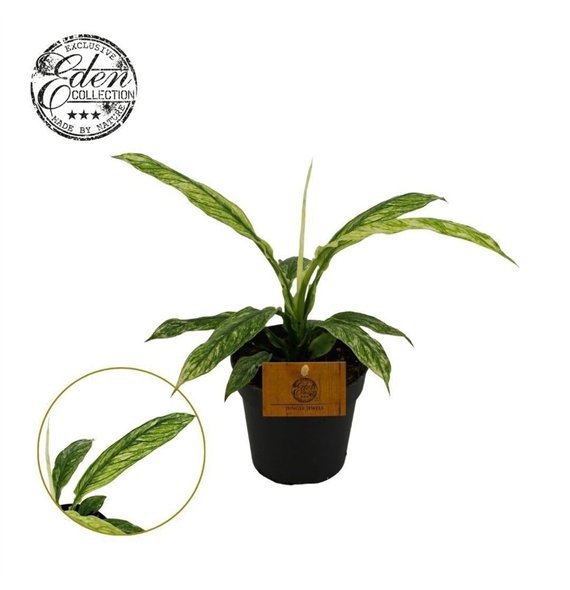 Spatifil Sensation Variegata 12 cm overige fl 20cm 12cm Q5914
