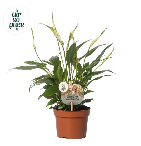 Spatifil chopin 10 5 cm Rondo Air so Pure - WOW etiket 8 fl 30cm 10.5cm Q5932