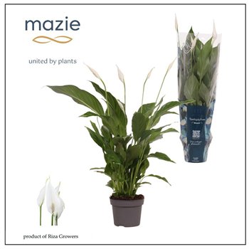 Spatifil strauss 3+ - Ultimo 50cm 13cm Q5946