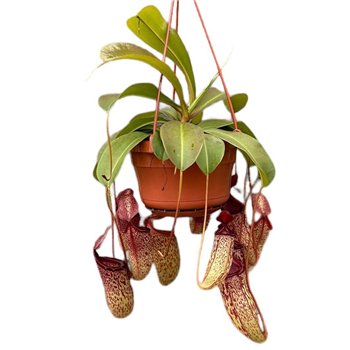 Nepenthes Monkey Jars Sam 8 fl 45cm 14cm Q6060