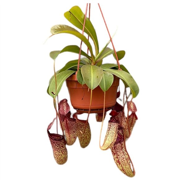 Nepenthes Monkey Jars Sam 8 fl 45cm 14cm Q6060