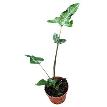 Alokazija Teletubbies 1 pp 20cm 10.5cm Q204