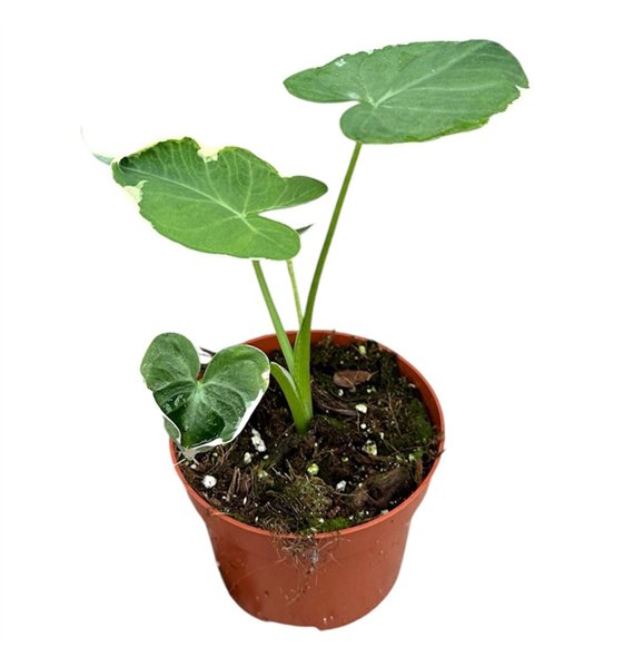 Alokazija mickey mouse 1 pp 20cm 10.5cm Q216