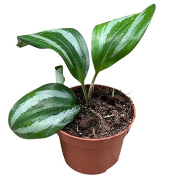 Alokazija Scaphochlamys Scintillans Ooi 1 pp 20cm 10.5cm Q236