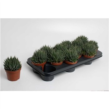 Aloe Aloë Aristata 20cm 10.5cm Q249