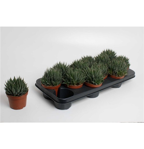 Aloe Aloë Aristata 20cm 10.5cm Q249