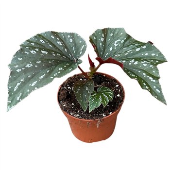 Begonija Aiai 1 pp 20cm 10.5cm Q756