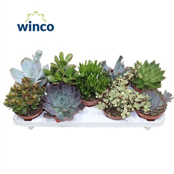 Sukulente Mix 21cm 12cm Q989