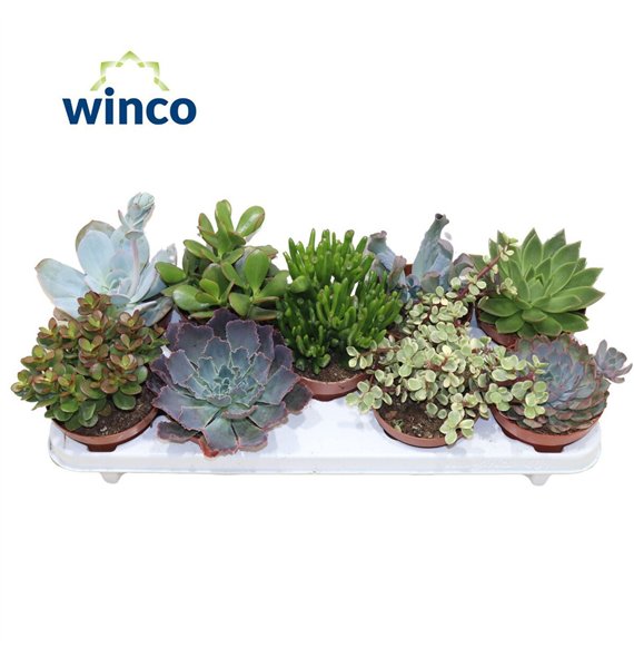 Sukulente Mix 21cm 12cm Q989