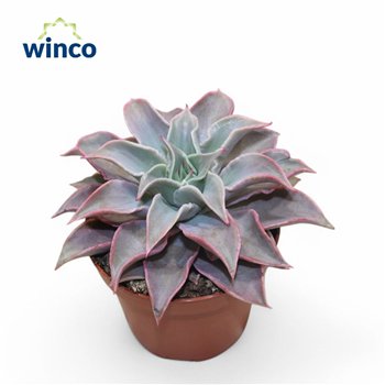 Echeveria Madibaoverige fl 16cm 12cm Q1010