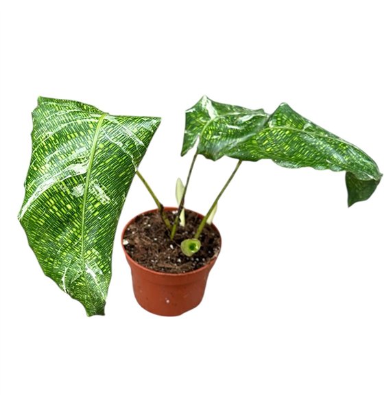 Kalateja Musaica Variegata 1 pp 15cm 10.5cm Q2017