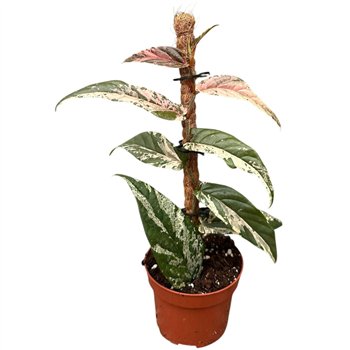 Fikus Sagittata Variegata Pink 1 pp 20cm 9cm Q2805