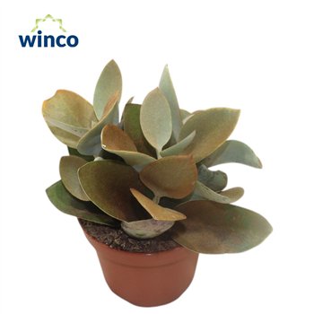 Kalanhoja orygalis Orgyalisoverig pp 20cm 12cm Q3498