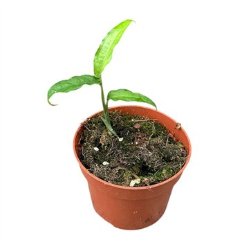 Monstera Obliqua Yasuni 1 pp 15cm 10.5cm Q3714