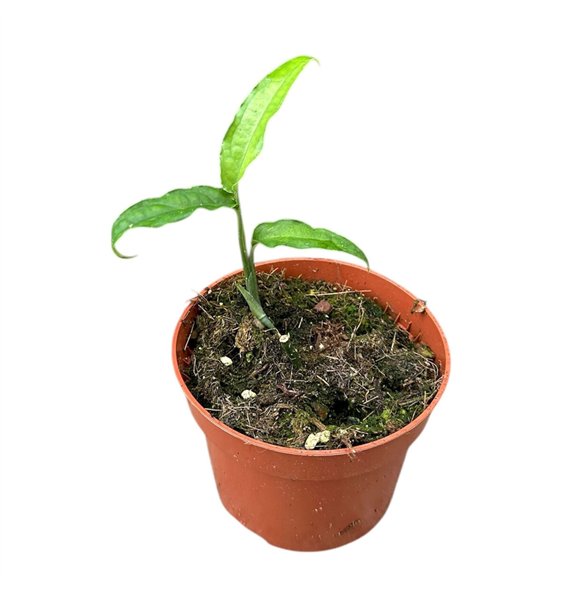 Monstera Obliqua Yasuni 1 pp 15cm 10.5cm Q3714