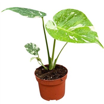 Monstera deliciosa thai constellation Thai Constellation 1 pp 15cm 10.5cm Q3738