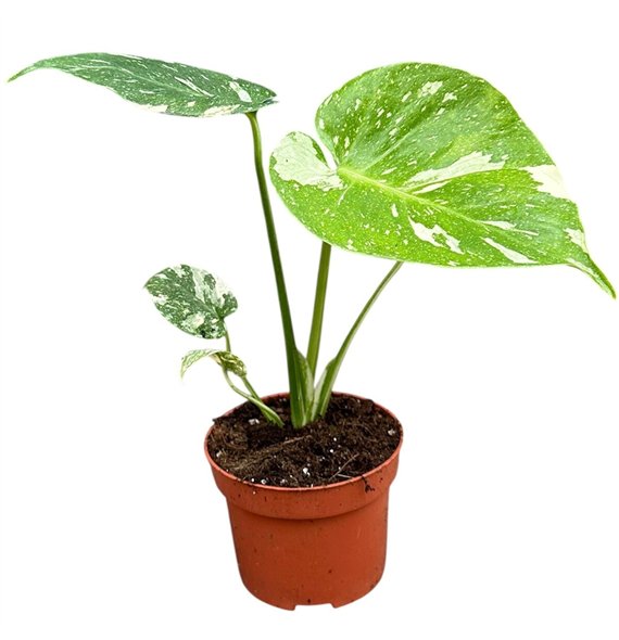 Monstera deliciosa thai constellation Thai Constellation 1 pp 15cm 10.5cm Q3738