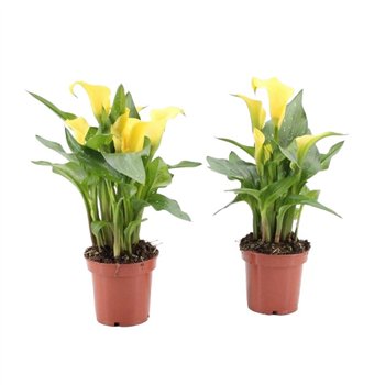 Kala sunclub 4+ Sunclub (geel) Diamond Selection 4 fl 27cm 11cm Q3743