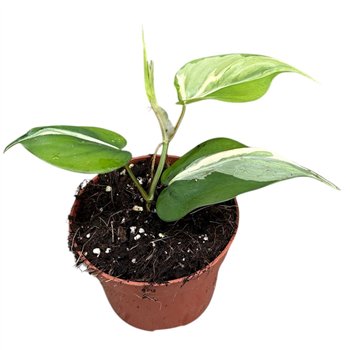 Philodendron Rio 1 pp 15cm 10.5cm Q5220