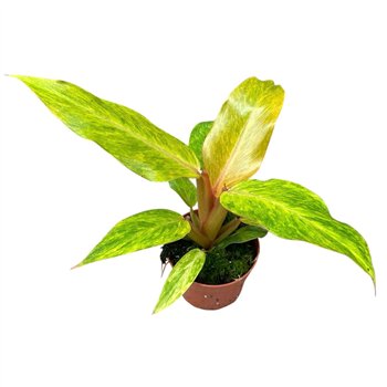 Philodendron Orange Marmelade 1 pp 25cm 10.5cm Q5236