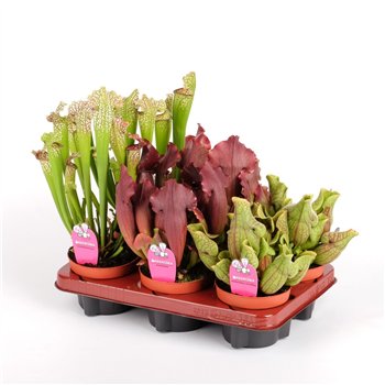 Sarracenia mix 30cm 12cm Q5415