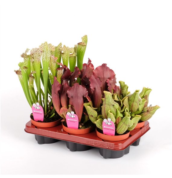 Sarracenia mix 30cm 12cm Q5415