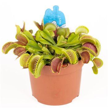 Dionaea muscipula 20cm 12cm Q6094