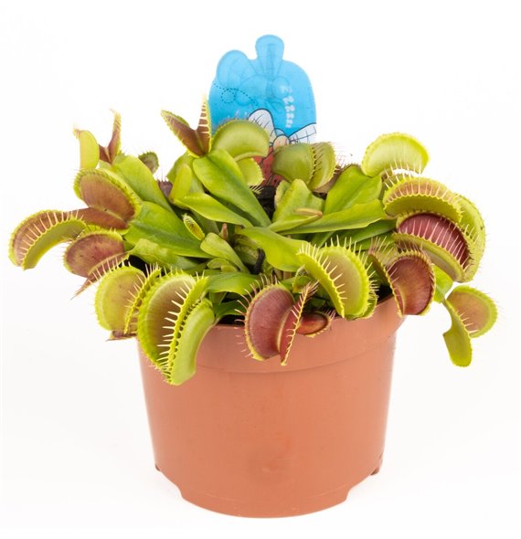 Dionaea muscipula 20cm 12cm Q6094