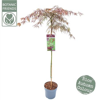 Javor palmatum inaba shidare palm  Inaba-shidare90 cm stem 130cm 24cm Q50