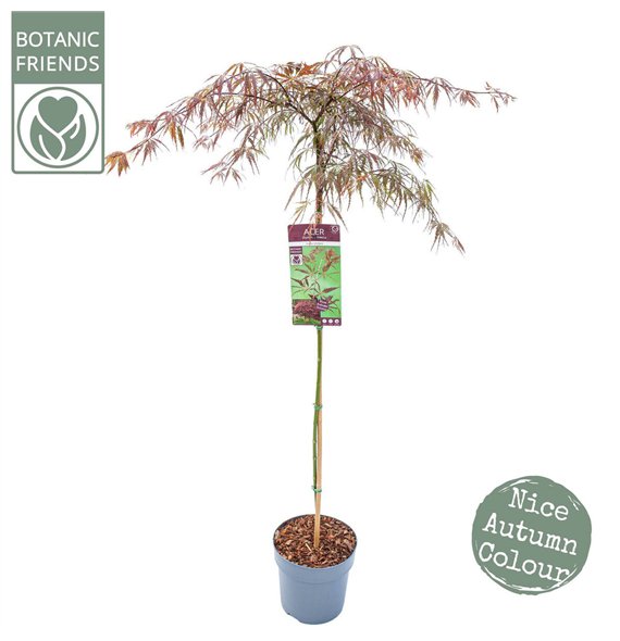 Javor palmatum inaba shidare palm  Inaba-shidare90 cm stem 130cm 24cm Q50