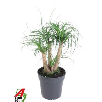 Nolina Beaucarnea recurvata branched P21 - 1ft3 stems plnt 1 pp 60cm 21cm Q720