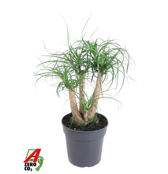 Nolina Beaucarnea recurvata branched P21 - 1ft3 stems plnt 1 pp 60cm 21cm Q720