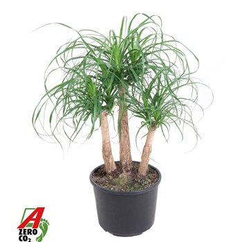 Nolina Beaucarnea recurvata branched P27 - 1 5ft3 stems plnt pp 80cm 27cm Q725