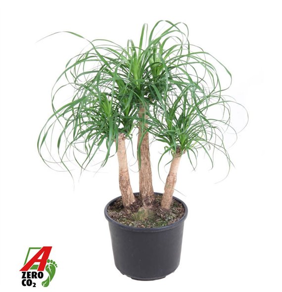 Nolina Beaucarnea recurvata branched P27 - 1 5ft3 stems plnt pp 80cm 27cm Q725