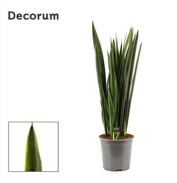 Taščin jezik - Sanseveria trifasciata Black Coral Gold Edge 27cm Decorum 105cm 27cm Q1597