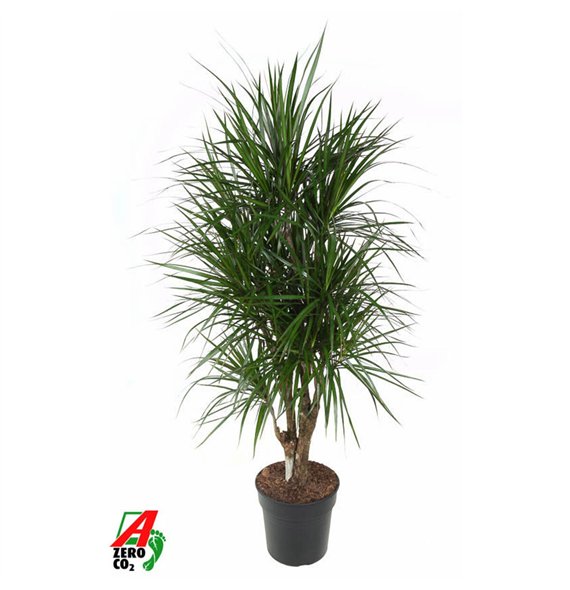 Dracena marginata Marginata1 pp 160cm 31cm Q2318