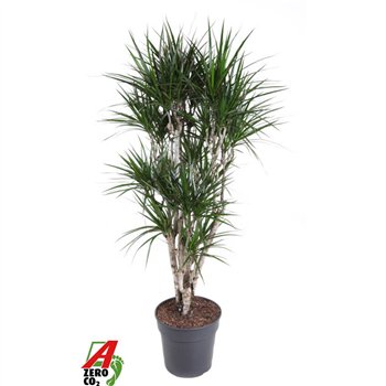 Dracena marginata Marginata branched P311 pp 140cm 31cm Q2335