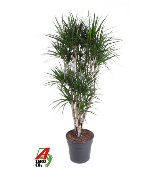 Dracena marginata Marginata branched P311 pp 140cm 31cm Q2335