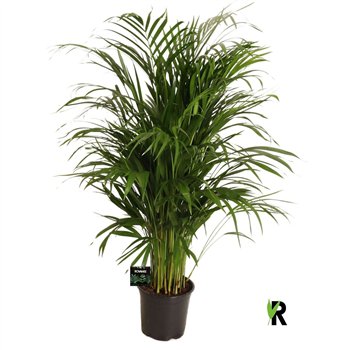 Palma Dypsis lutescens 1 pp 90cm 19cm Q2611