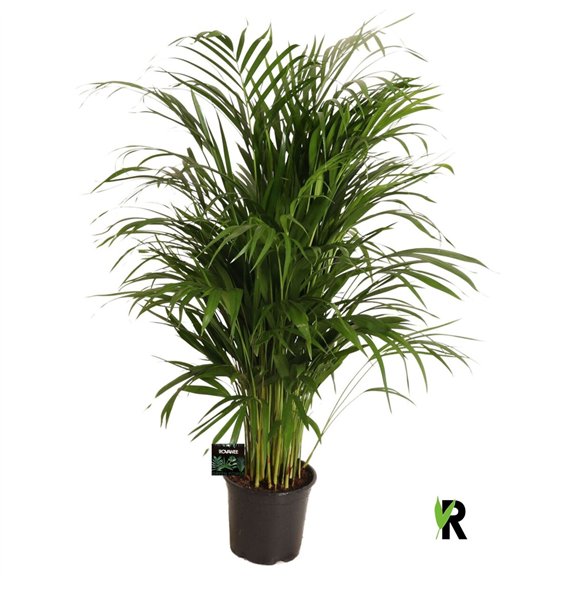 Palma Dypsis lutescens 1 pp 90cm 19cm Q2611