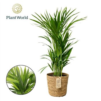 Palma Dypsis lutescens (Areca) in Košara 26 pp 60cm 17cm Q2616