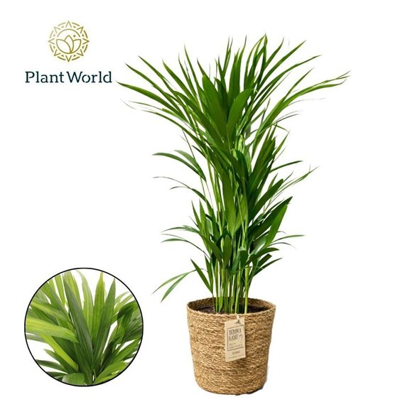 Palma Dypsis lutescens (Areca) in Košara 26 pp 60cm 17cm Q2616