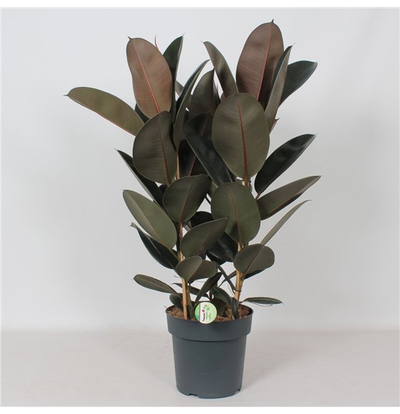 Fikus elstica abidjan Abidjan3 pp 90cm 27cm Q2698