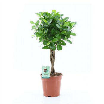 Fikus microcarpa moclame Microcarpa Moclame 5 pp 70cm 19cm Q2721