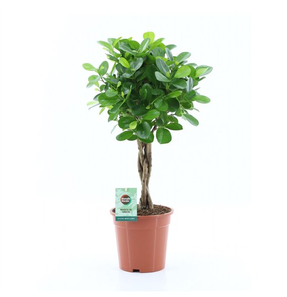 Fikus microcarpa moclame Microcarpa Moclame 5 pp 70cm 19cm Q2721